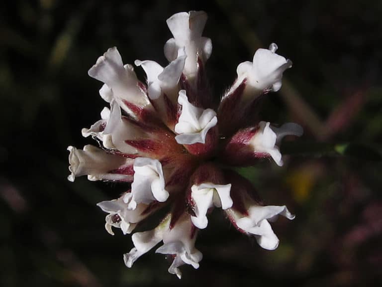 Dorycnium (Dorycnium)