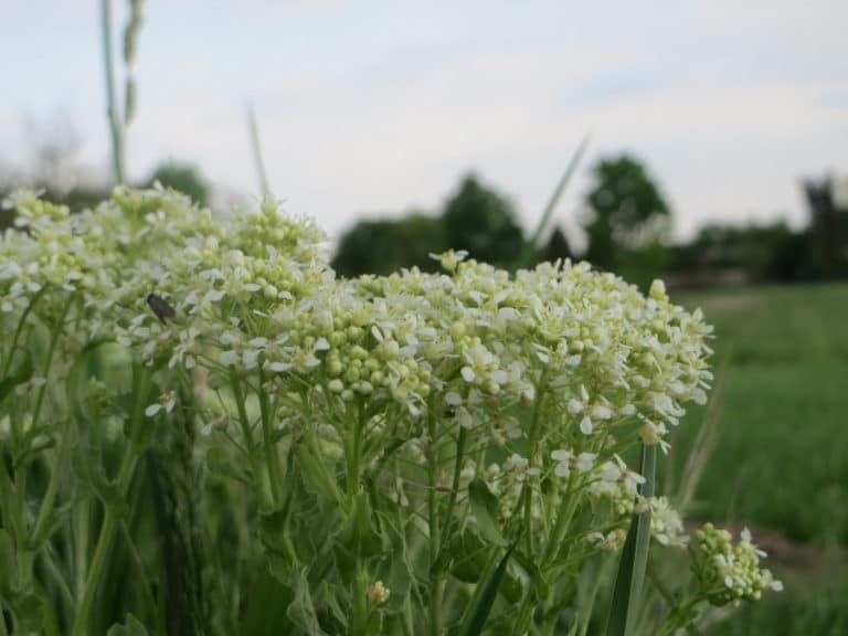 Draba (Draba)