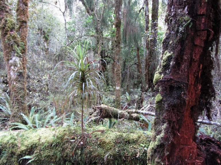 Dracophyllum (Dracophyllum)