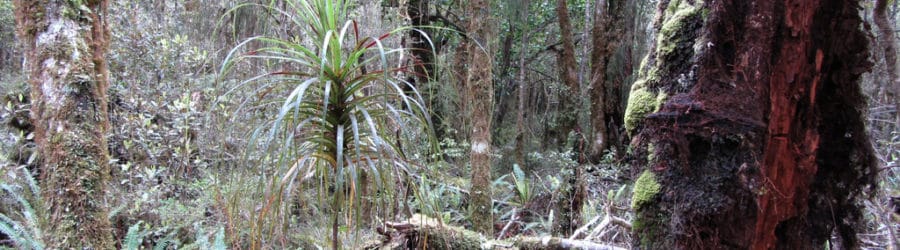 Dracophyllum