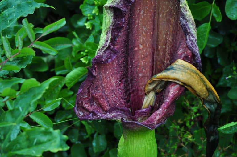 Dracunculus (Dracunculus)