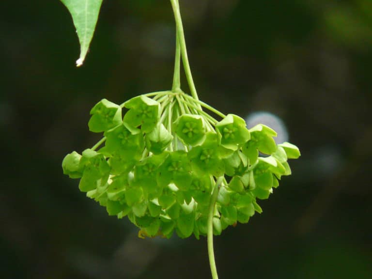 Dregea (Dregea)