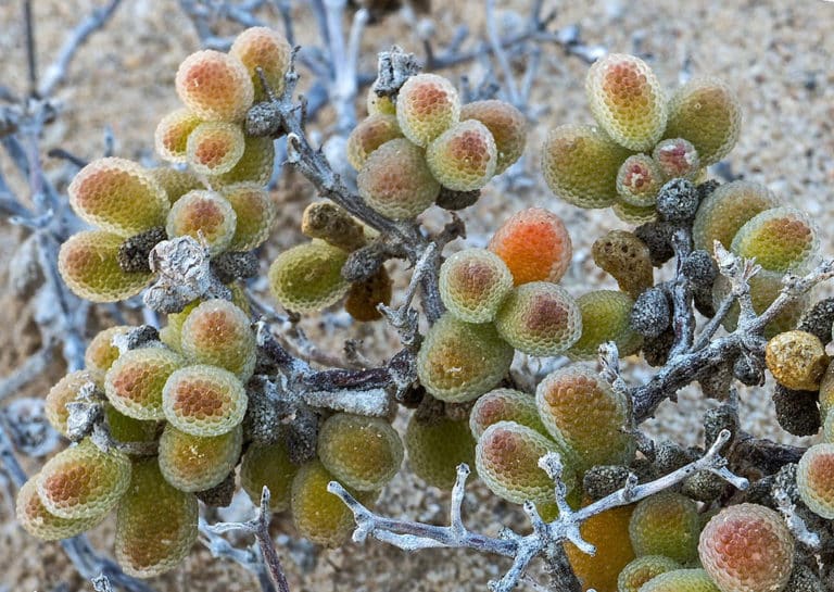 Drosanthemum (Drosanthemum)