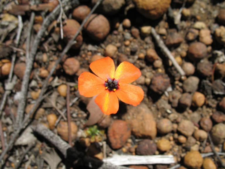 Droséra (Drosera)