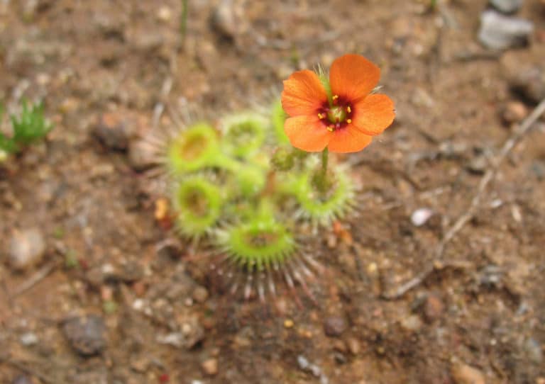 Dryandra (Dryandra)