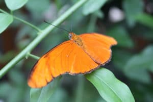 Dryade (Dryas)