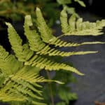 Dryoptère (Dryopteris)
