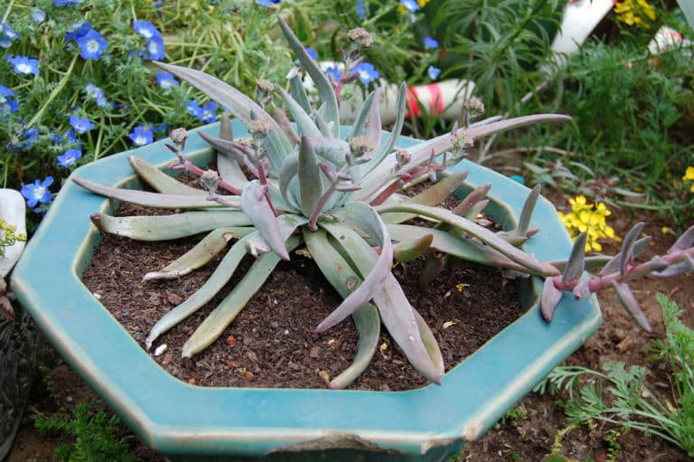 Dudleya (Dudleya)