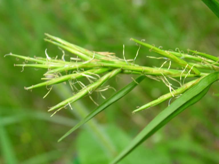 Dulichium (Dulichium)