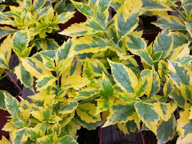 Durante (Duranta)