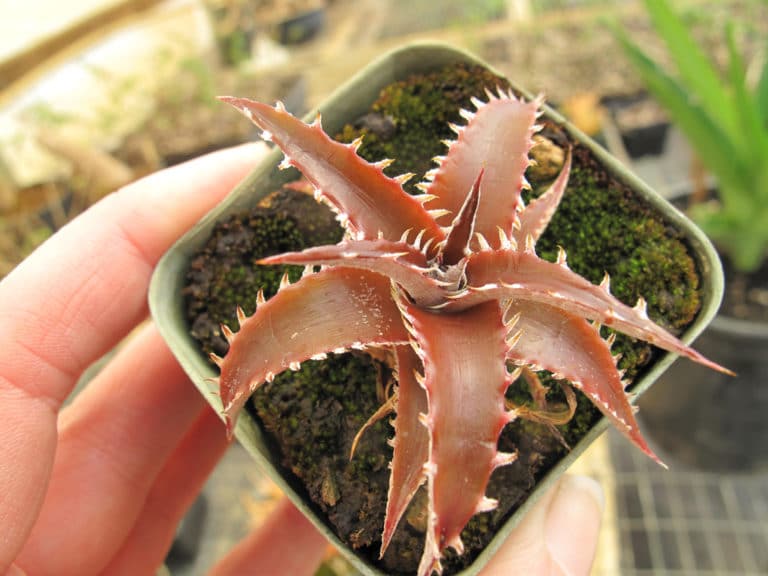 Dyckia (Dyckia)