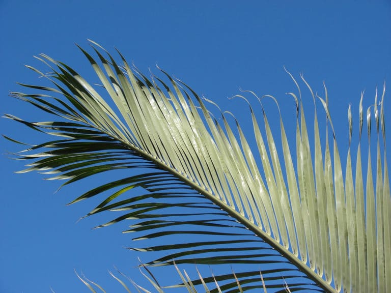 Dypsis (Dypsis)