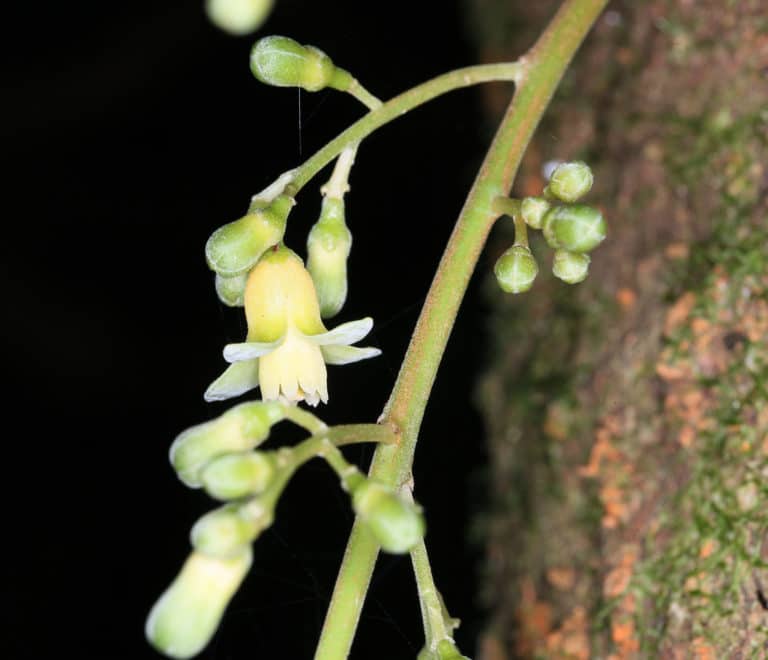 Dysoxylum (Dysoxylum)