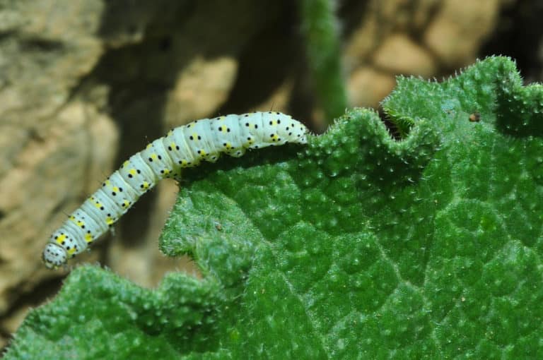 Ecballium (Ecballium)