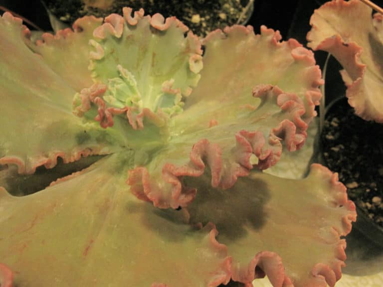 Echeveria (Echeveria)