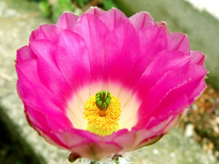 Echinocereus (Echinocereus)