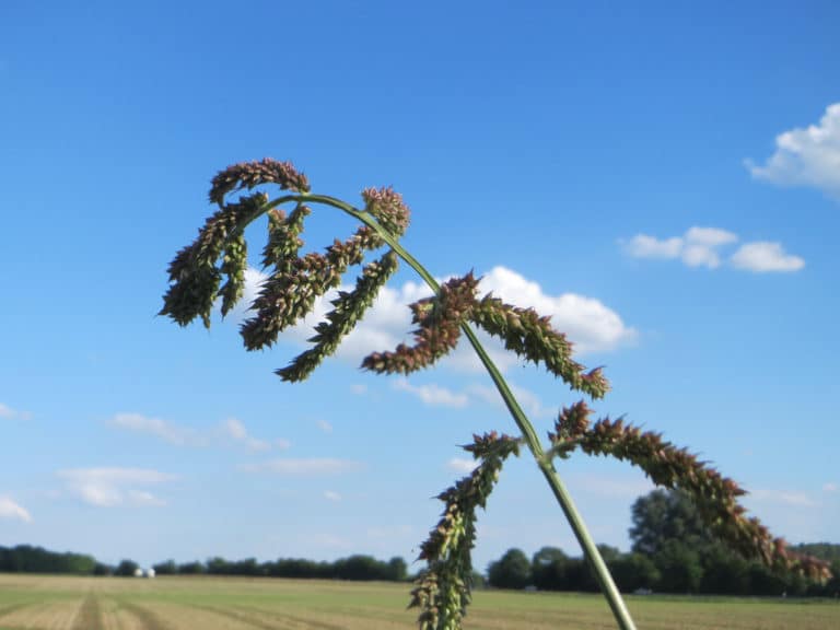 Echinochloa (Echinochloa)