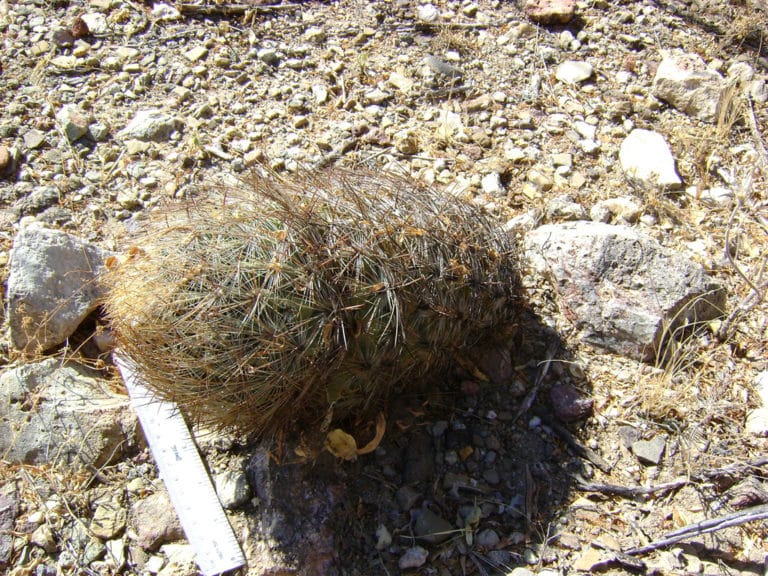 Echinomastus (Echinomastus)