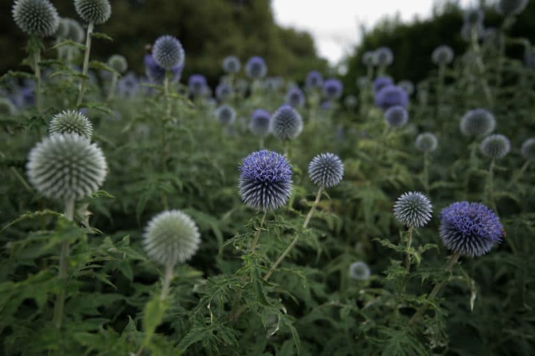 Echinops (Echinops)