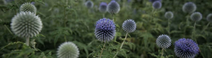 Echinops