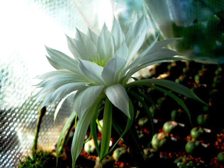 Echinopsis (Echinopsis)
