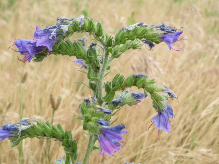 Vipérine (Echium)