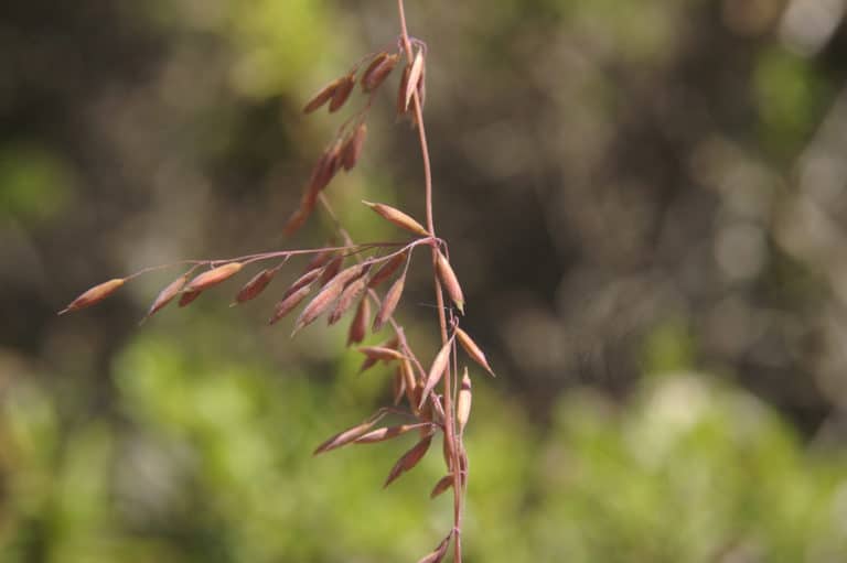 Ehrharta (Ehrharta)
