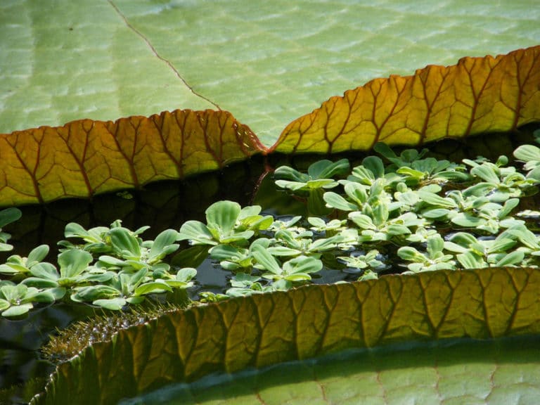 Eichhornia (Eichhornia)