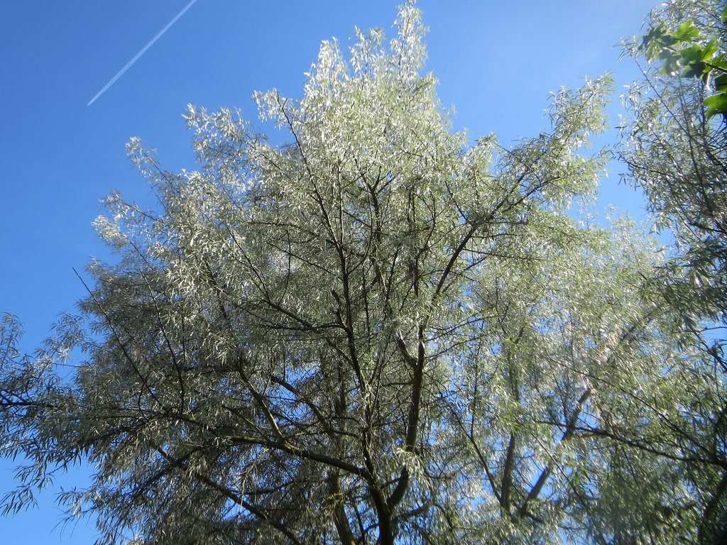 Chalef (Elaeagnus)