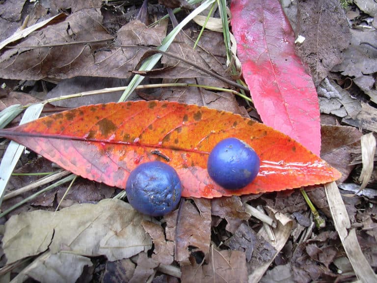 Elaeocarpus (Elaeocarpus)