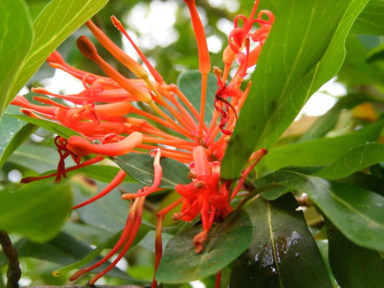 Embothrium (Embothrium)