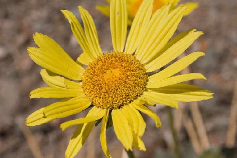 Enceliopsis (Enceliopsis)