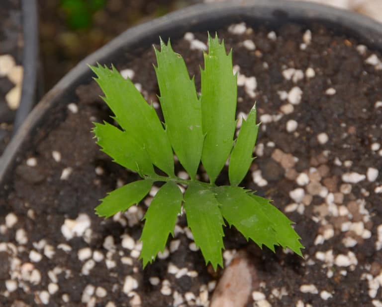 Encephalartos (Encephalartos)
