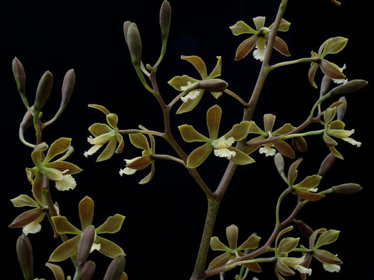 Encyclia (Encyclia)
