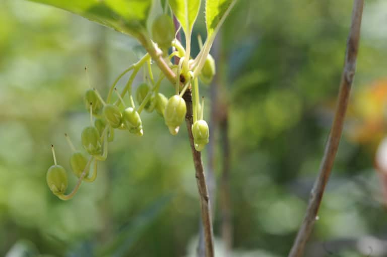 Enkianthus (Enkianthus)