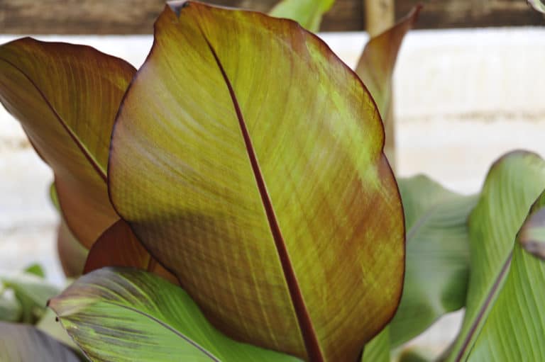 Ensete (Ensete)