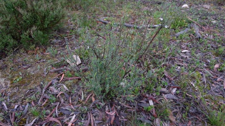 Epacris (Epacris)