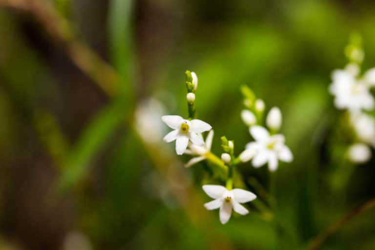 Épidendrons (Epidendrum)