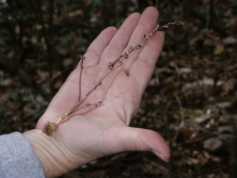 Epifagus (Epifagus)