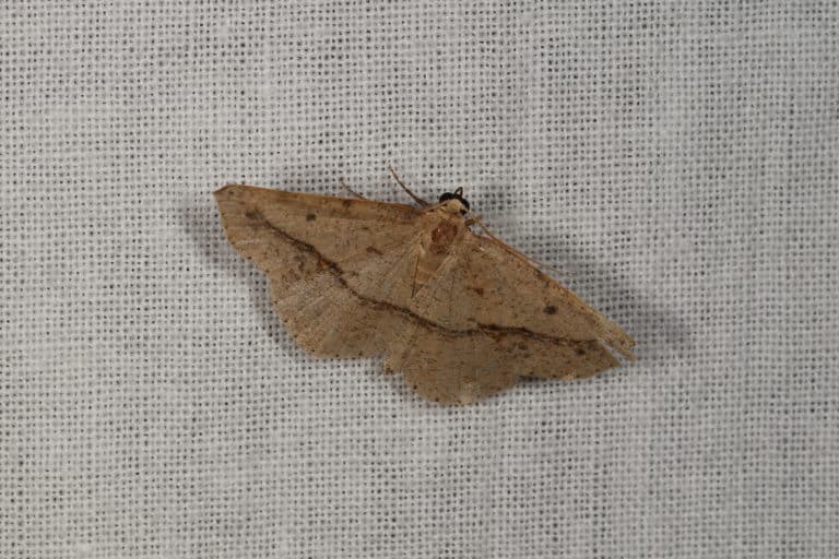 Epigaea (Epigaea)