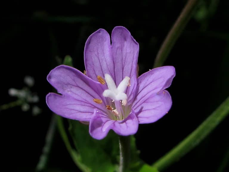 Épilobe (Epilobium)