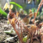 Fleur des elfes (Epimedium)