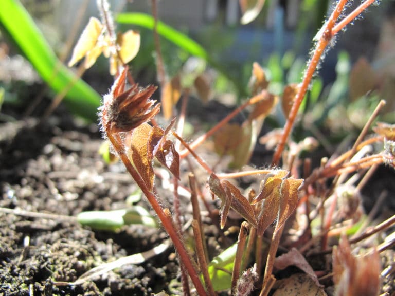 Fleur des elfes (Epimedium)