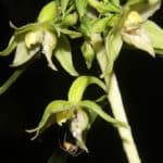 Épipactis (Epipactis)