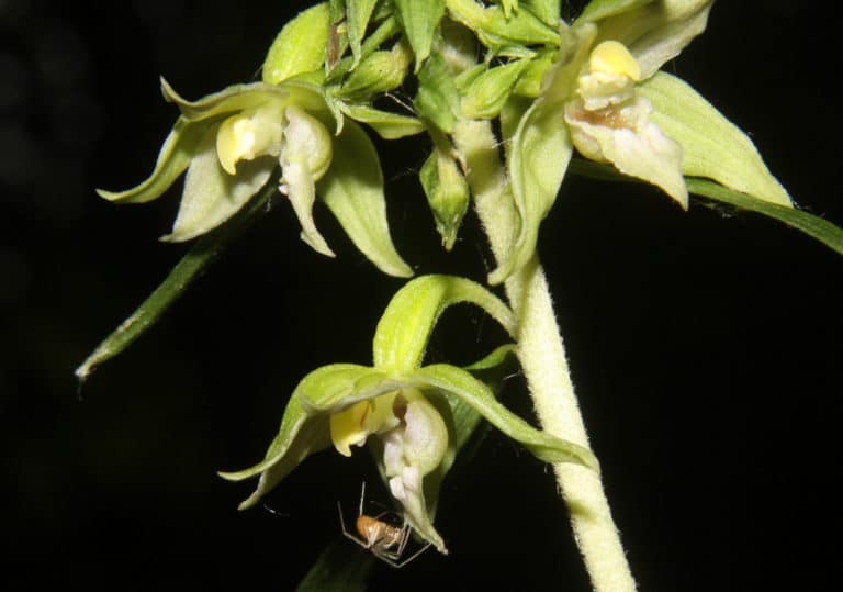 Épipactis (Epipactis)