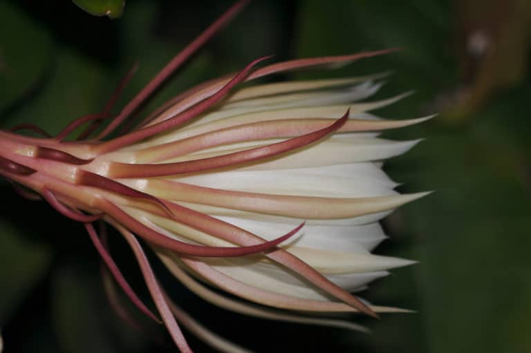 Epicactus (Epiphyllum)