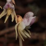 Epipogium