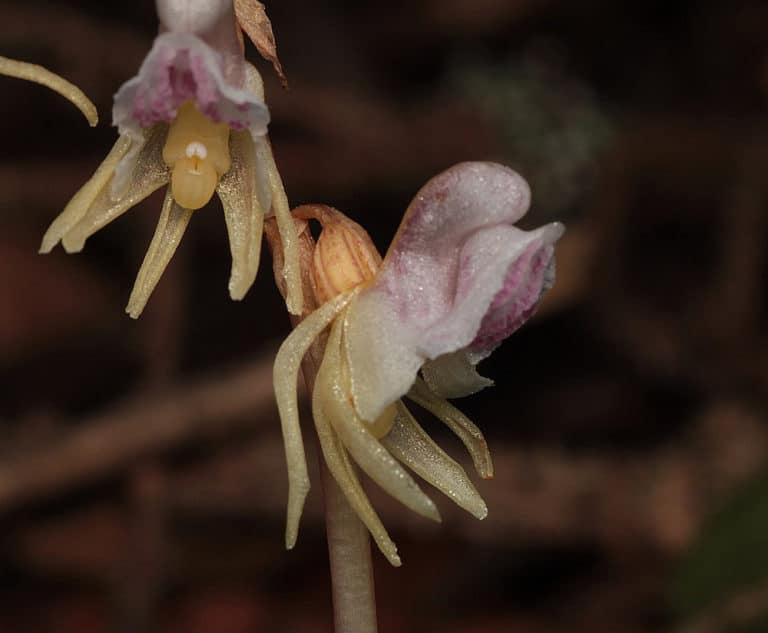 Epipogium (Epipogium)