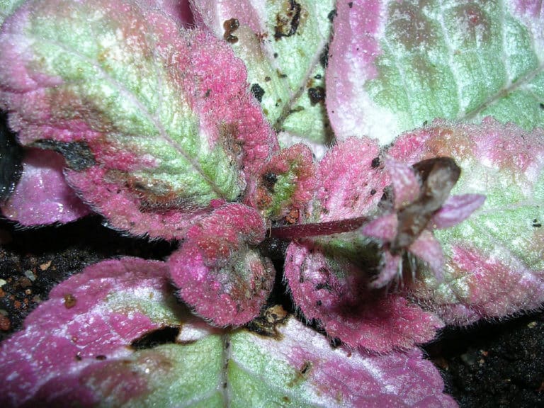 Episcia (Episcia)