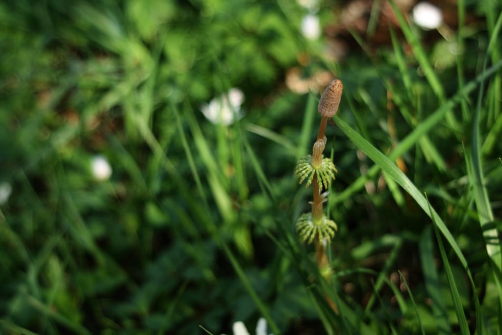 Prêles (Equisetum)